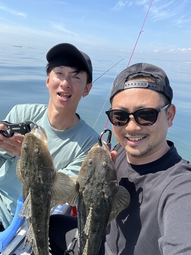 マゴチの釣果