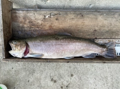 イワナの釣果