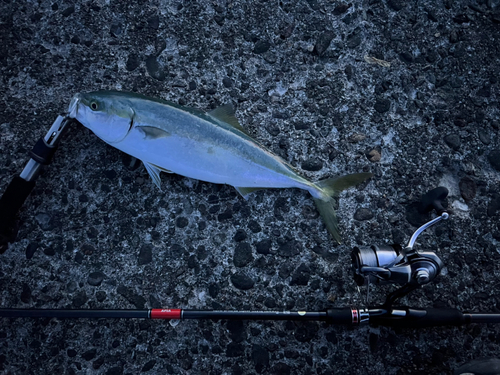 イナダの釣果