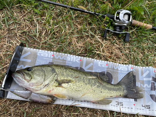 ブラックバスの釣果