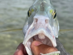 ナンヨウカイワリの釣果