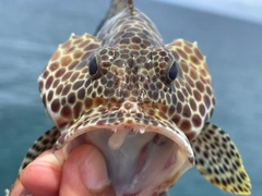 カンモンハタの釣果