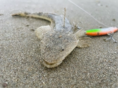 マゴチの釣果