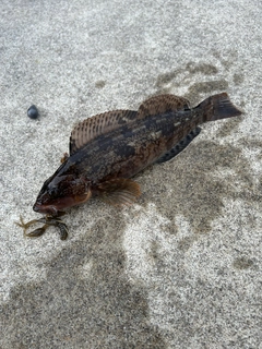 アイナメの釣果