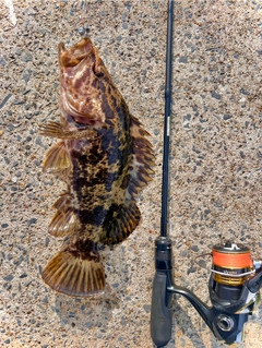 ベッコウゾイの釣果