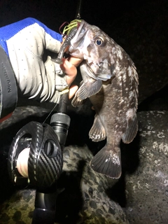 クロソイの釣果