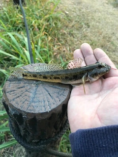 マハゼの釣果