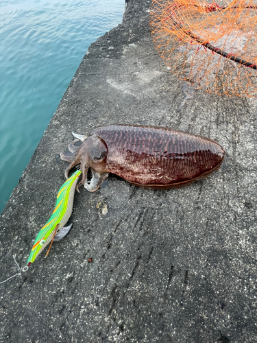 コウイカの釣果