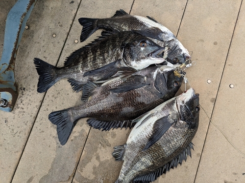 クロダイの釣果