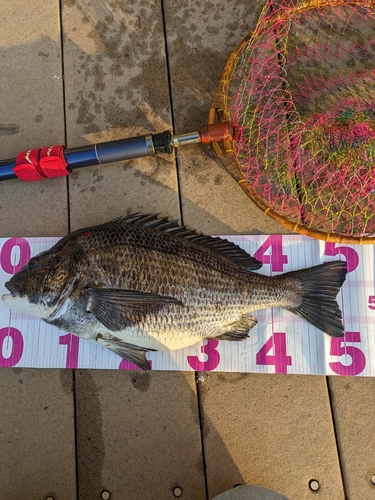 クロダイの釣果