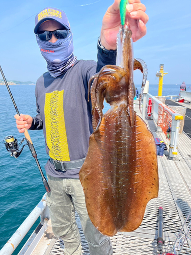 アオリイカの釣果