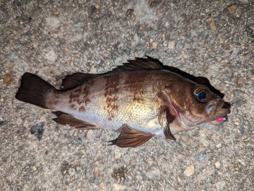 メバルの釣果