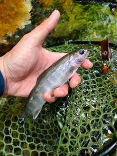 イワナの釣果