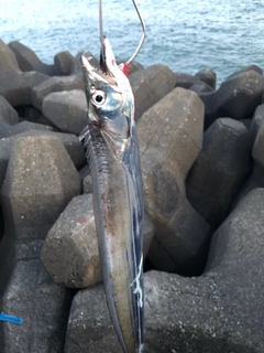 タチウオの釣果