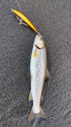 アメマスの釣果