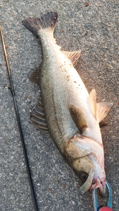 シーバスの釣果