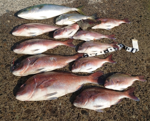 マダイの釣果