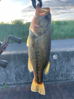 ラージマウスバスの釣果