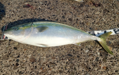 ワラサの釣果