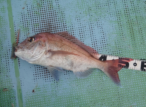 マダイの釣果