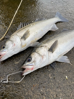 シーバスの釣果