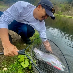 ニジマスの釣果