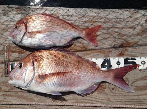 マダイの釣果