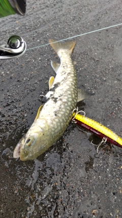 アメマスの釣果