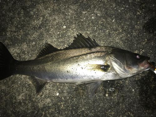 シーバスの釣果