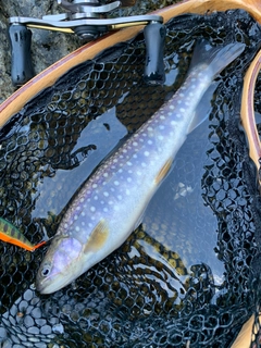 イワナの釣果