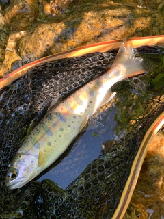 ヤマメの釣果