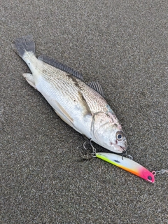 イシモチの釣果