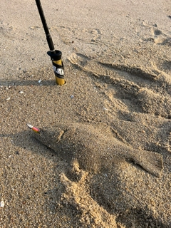 ヒラメの釣果