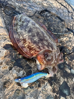 カミナリイカの釣果