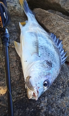 キビレの釣果