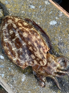 カミナリイカの釣果