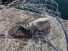 シリヤケイカの釣果