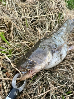 ナマズの釣果