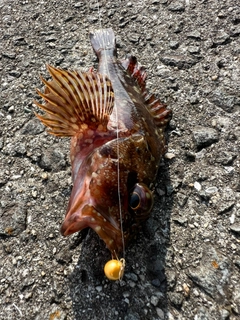 カサゴの釣果