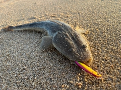 マゴチの釣果