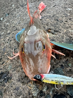 ホウボウの釣果