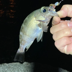 シロメバルの釣果