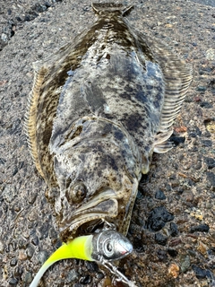 ヒラメの釣果