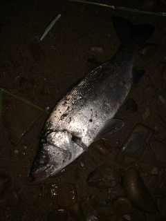 セイゴ（ヒラスズキ）の釣果