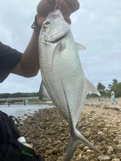 ガーラの釣果