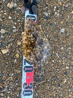 ソゲの釣果