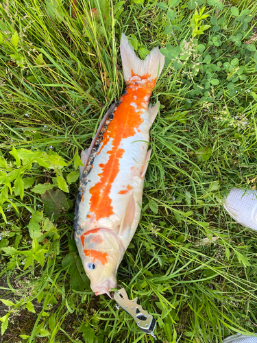 コイの釣果