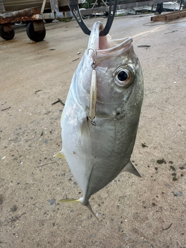 メッキの釣果