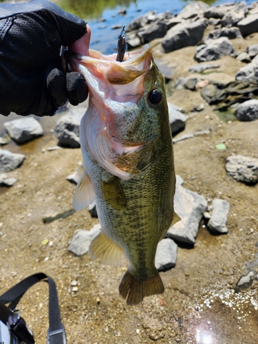 ラージマウスバスの釣果