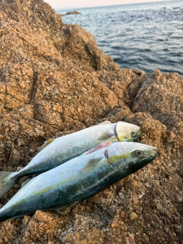 ワカシの釣果